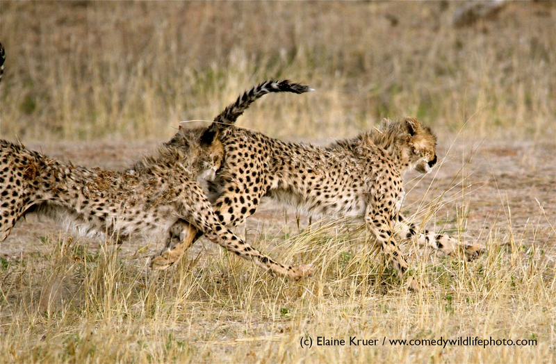 Illustration for article titled Alégrate el día con las fotos finalistas de los Comedy Wildlife Photography Awards